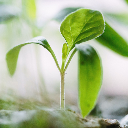 seedling-growth